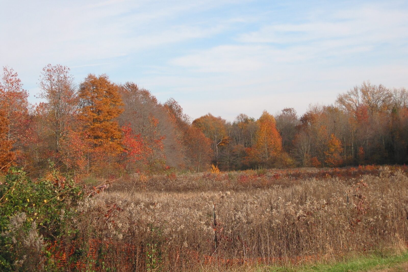 Wild Meadow on a Farm near Ark Road